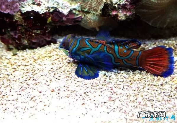 世界上最美丽的十种鱼 青蛙鱼位居第一