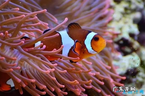 世界上最美丽的十种鱼 青蛙鱼位居第一