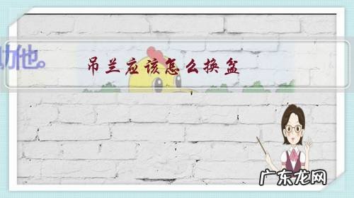 吊兰怎样换盆和修剪 吊兰应该怎么换盆?