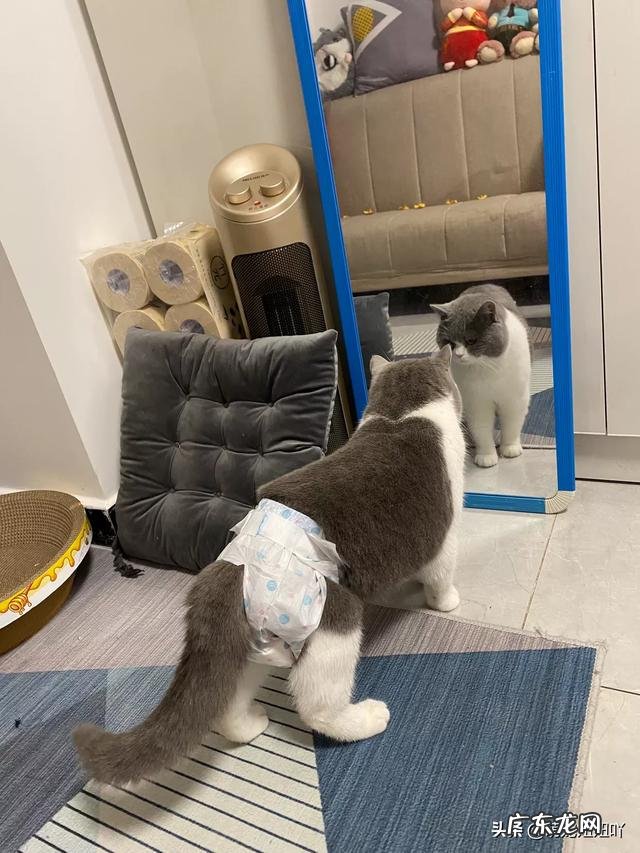 假意丢弃猫能使它变乖吗?