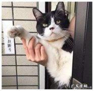 假意丢弃猫能使它变乖吗？