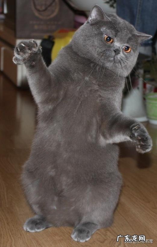 假意丢弃猫能使它变乖吗?