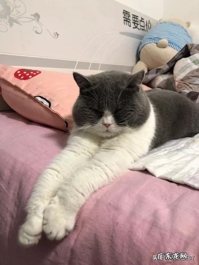 假意丢弃猫能使它变乖吗?