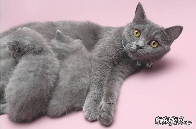 假意丢弃猫能使它变乖吗?