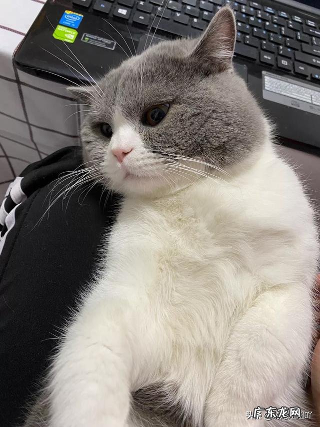 假意丢弃猫能使它变乖吗?