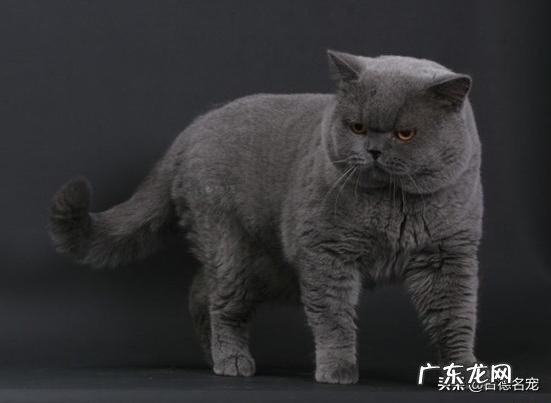 假意丢弃猫能使它变乖吗?