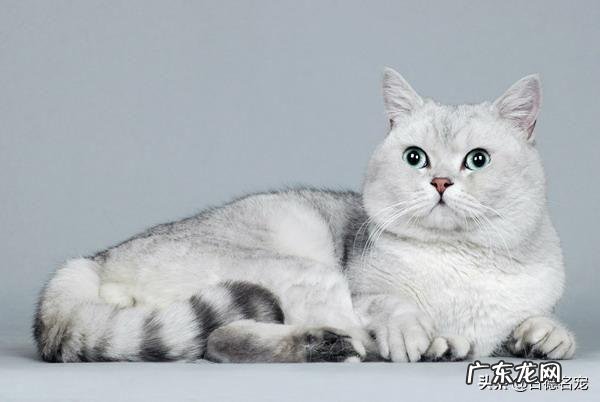 假意丢弃猫能使它变乖吗?