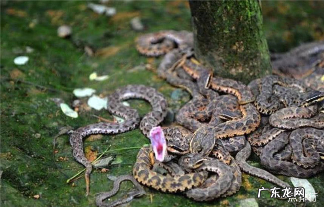 全球最恐怖的四大蛇岛 中国大连蛇岛也上榜