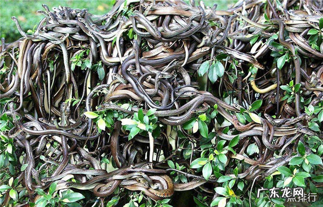 全球最恐怖的四大蛇岛 中国大连蛇岛也上榜