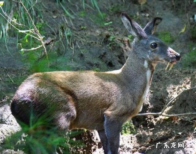 中国十大珍贵药材 第十种很少有人知道