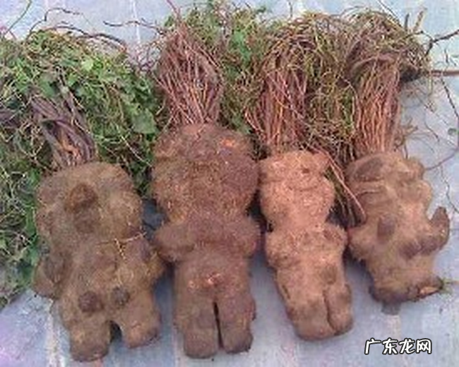 中国十大珍贵药材 第十种很少有人知道