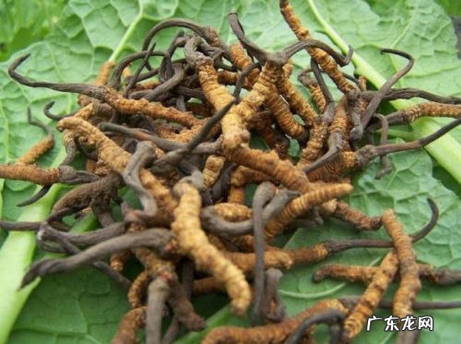 中国十大珍贵药材 第十种很少有人知道