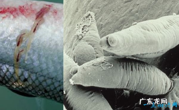 十大鱼类寄生虫 缩头鱼虱最可怕
