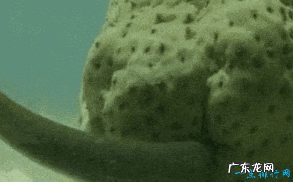 十大鱼类寄生虫 缩头鱼虱最可怕