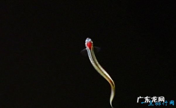 十大鱼类寄生虫 缩头鱼虱最可怕