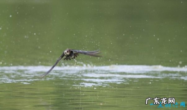 飞的最快的鸟 游隼最高时速289千米