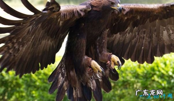 飞的最快的鸟 游隼最高时速289千米