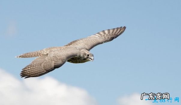 飞的最快的鸟 游隼最高时速289千米