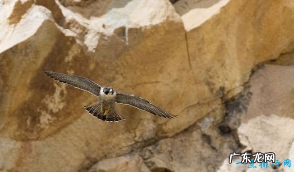 飞的最快的鸟 游隼最高时速289千米