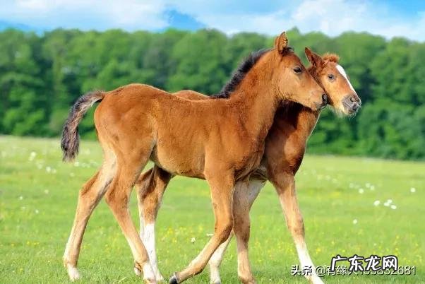 属马的人性格有什么缺点和优点