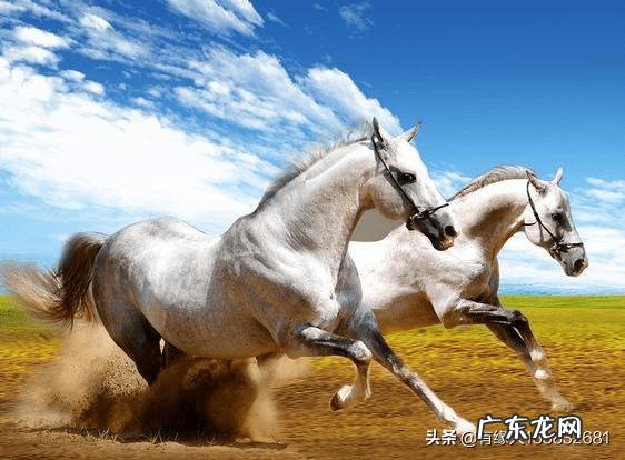 属马的人性格有什么缺点和优点