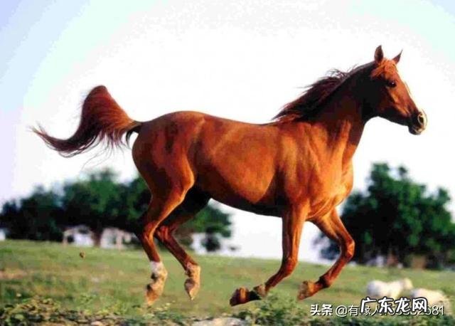 属马的人性格有什么缺点和优点