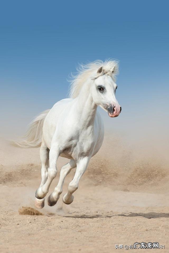 属马的人性格有什么缺点和优点