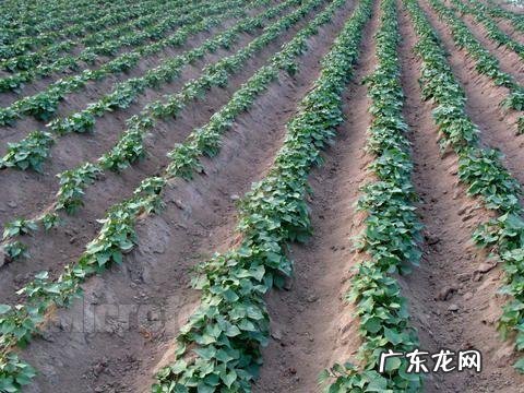 红薯叶要用开水煮再晒干吗