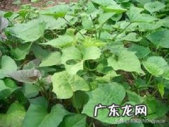 红薯叶要用开水煮再晒干吗