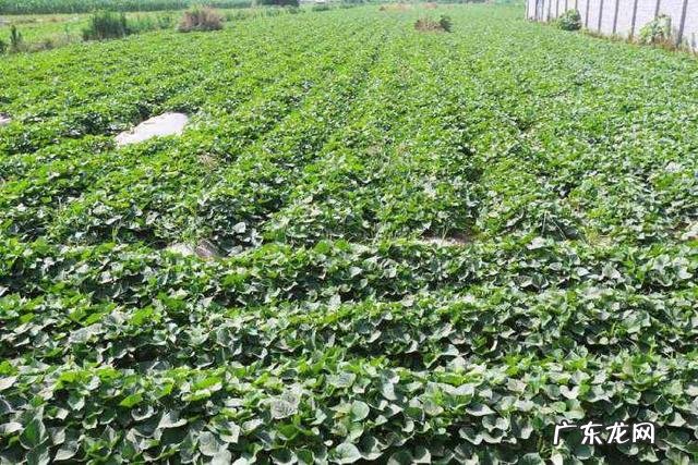 红薯叶要用开水煮再晒干吗