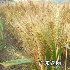 盐 安幕茵离子液体技术在市场上稀缺吗