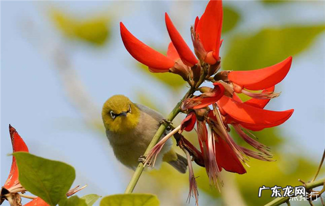 最旺宅的植物有哪些 十种植物招财又旺宅