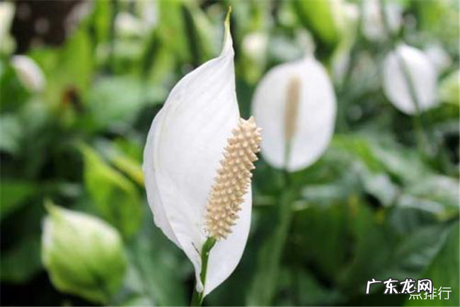 最旺宅的植物有哪些 十种植物招财又旺宅