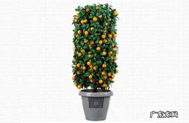 最旺宅的植物有哪些 十种植物招财又旺宅