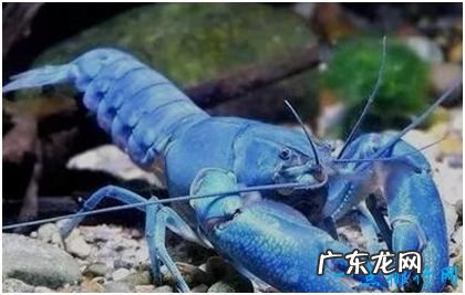 世界上最贵的龙虾,布列塔尼蓝龙虾每公斤上千元