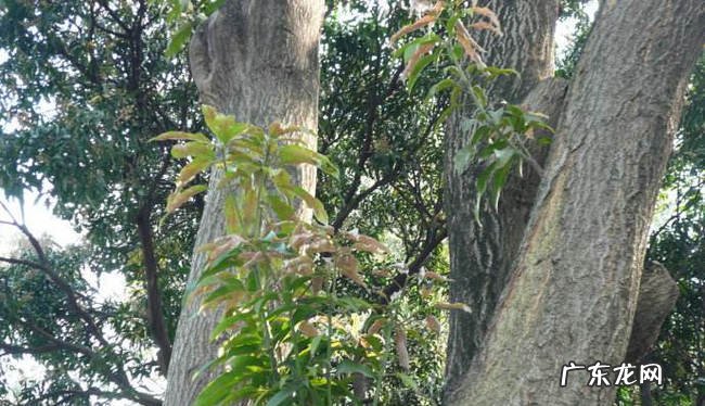 中国神话十大神树 扶桑树连接着人冥神三界大门