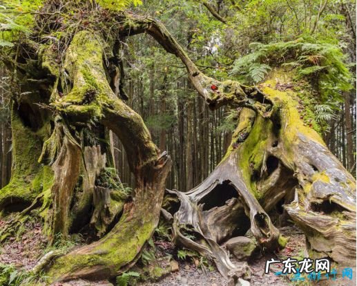 中国十大名树 世界柏树之父轩辕柏有5000多年的历史