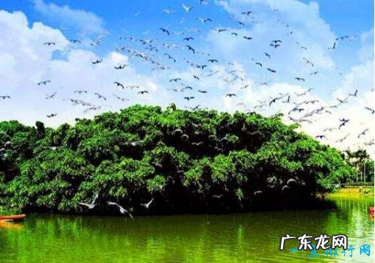 中国十大名树 世界柏树之父轩辕柏有5000多年的历史