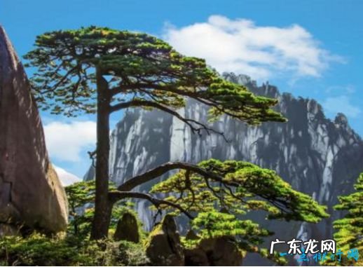 中国十大名树 世界柏树之父轩辕柏有5000多年的历史