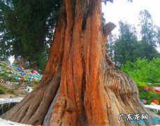 中国十大名树 世界柏树之父轩辕柏有5000多年的历史