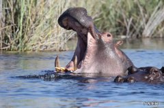 河马吃什么食物