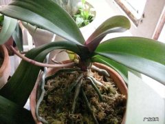 5种花寓意好富贵养人