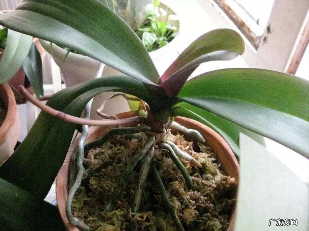 5种花寓意好富贵养人