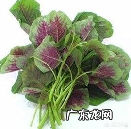 怎么区分紫苏和苋菜?
