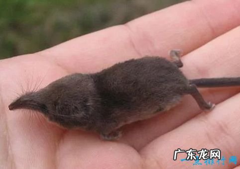 重2克/长2.5厘米 世界上最小的哺乳动物 大黄蜂蝙蝠