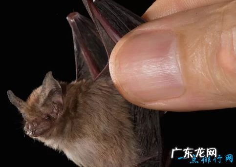 重2克/长2.5厘米 世界上最小的哺乳动物 大黄蜂蝙蝠