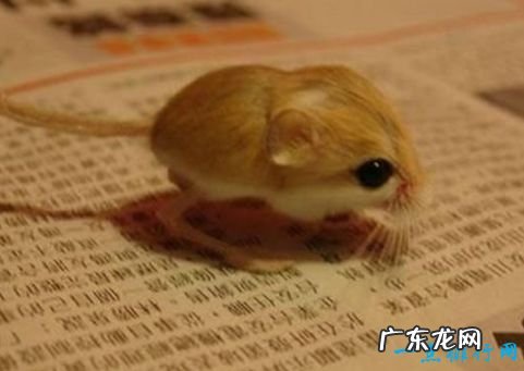 重2克/长2.5厘米 世界上最小的哺乳动物 大黄蜂蝙蝠