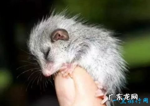 重2克/长2.5厘米 世界上最小的哺乳动物 大黄蜂蝙蝠