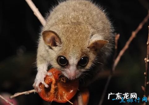 重2克/长2.5厘米 世界上最小的哺乳动物 大黄蜂蝙蝠