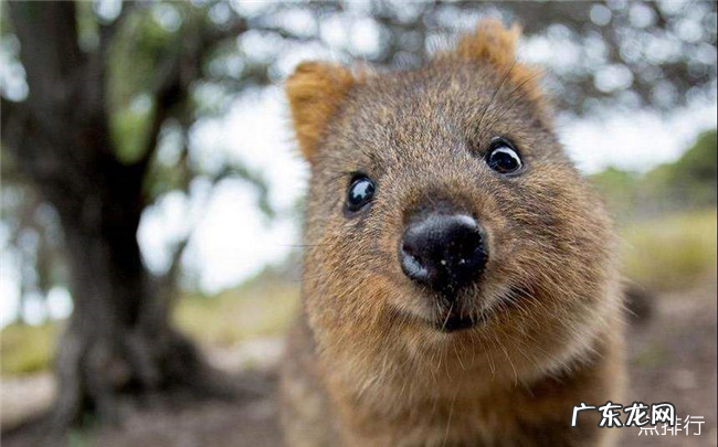 最可爱的鼠类前十名 土拨鼠也上榜了